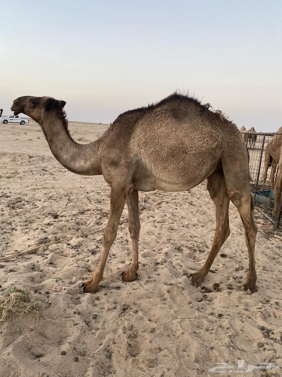 بكره بريه عمرها سنه و7 شهرر64406681923203110