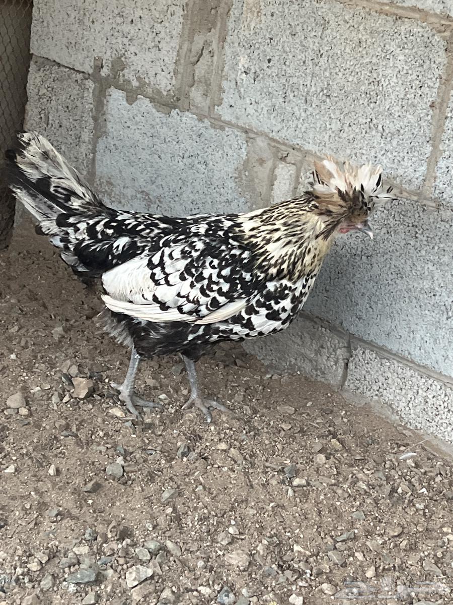 دجاج بولش (تم البيع)64409921077251114