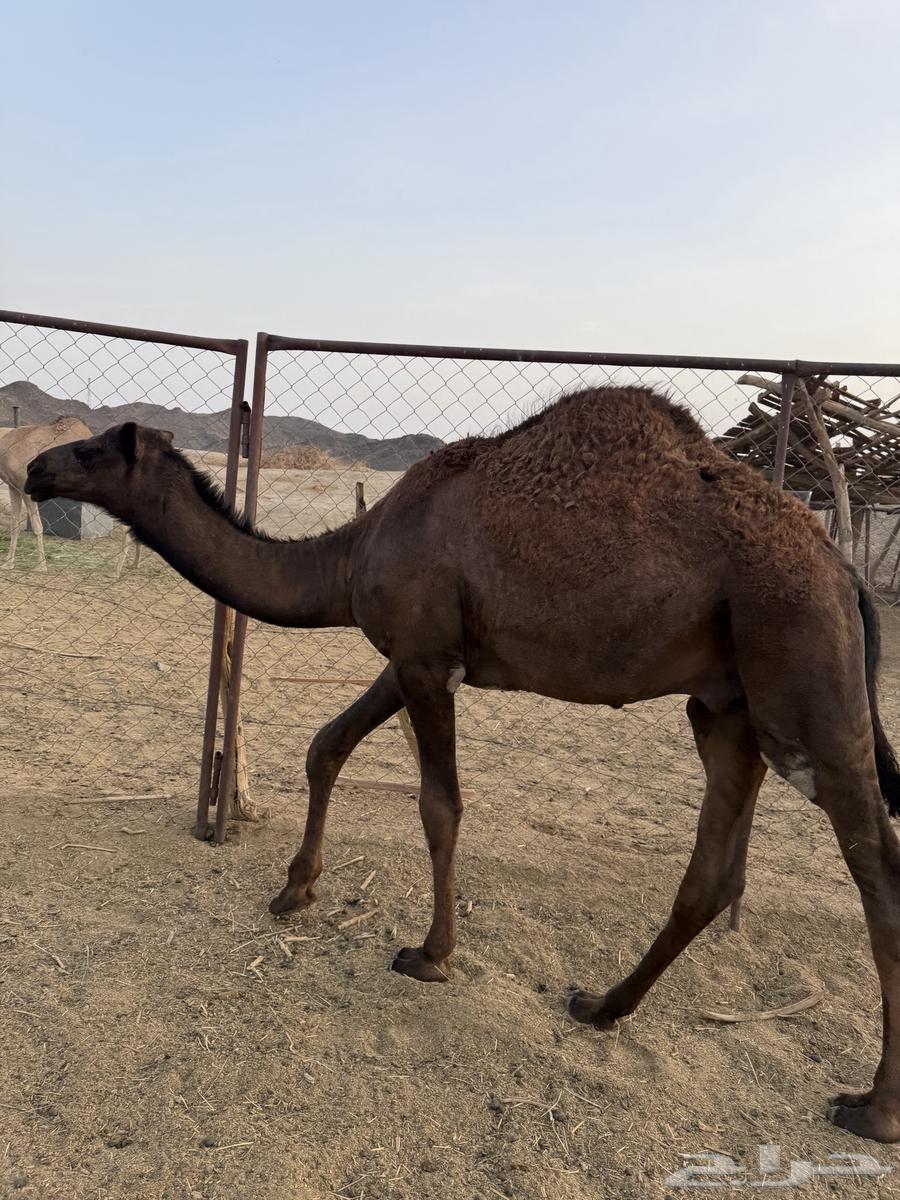 ابل64410032197889113