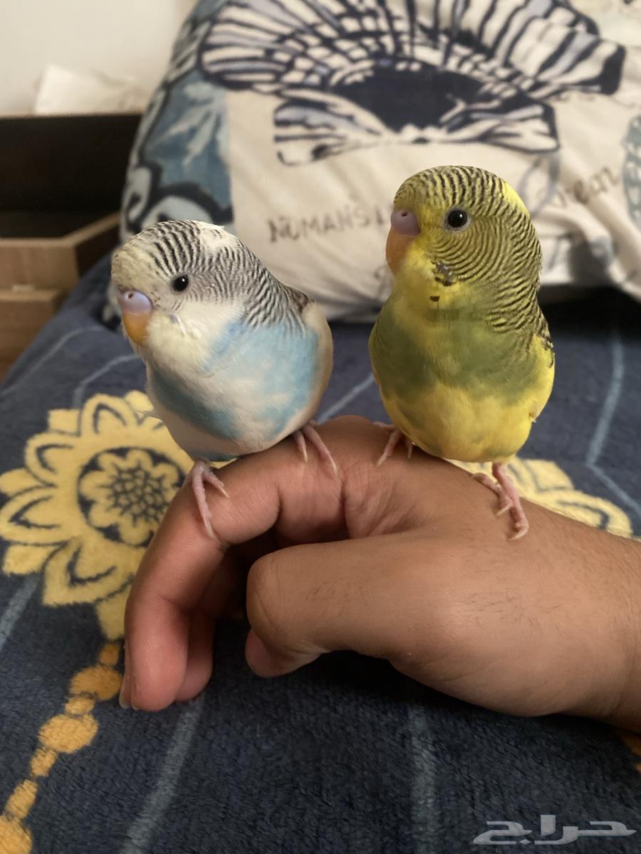 طيور حب بادجي زوجين64408920023809110