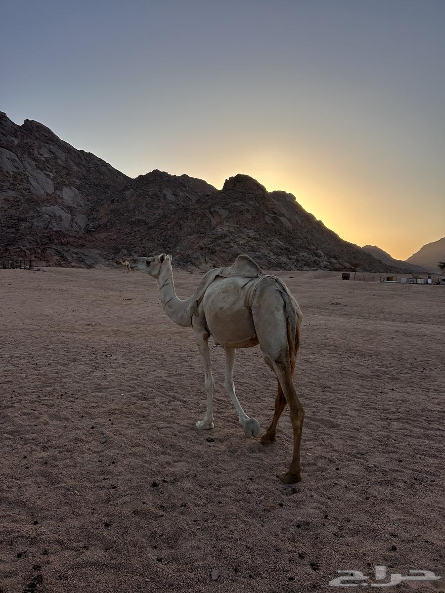 للبيع الناقه64411942362753112