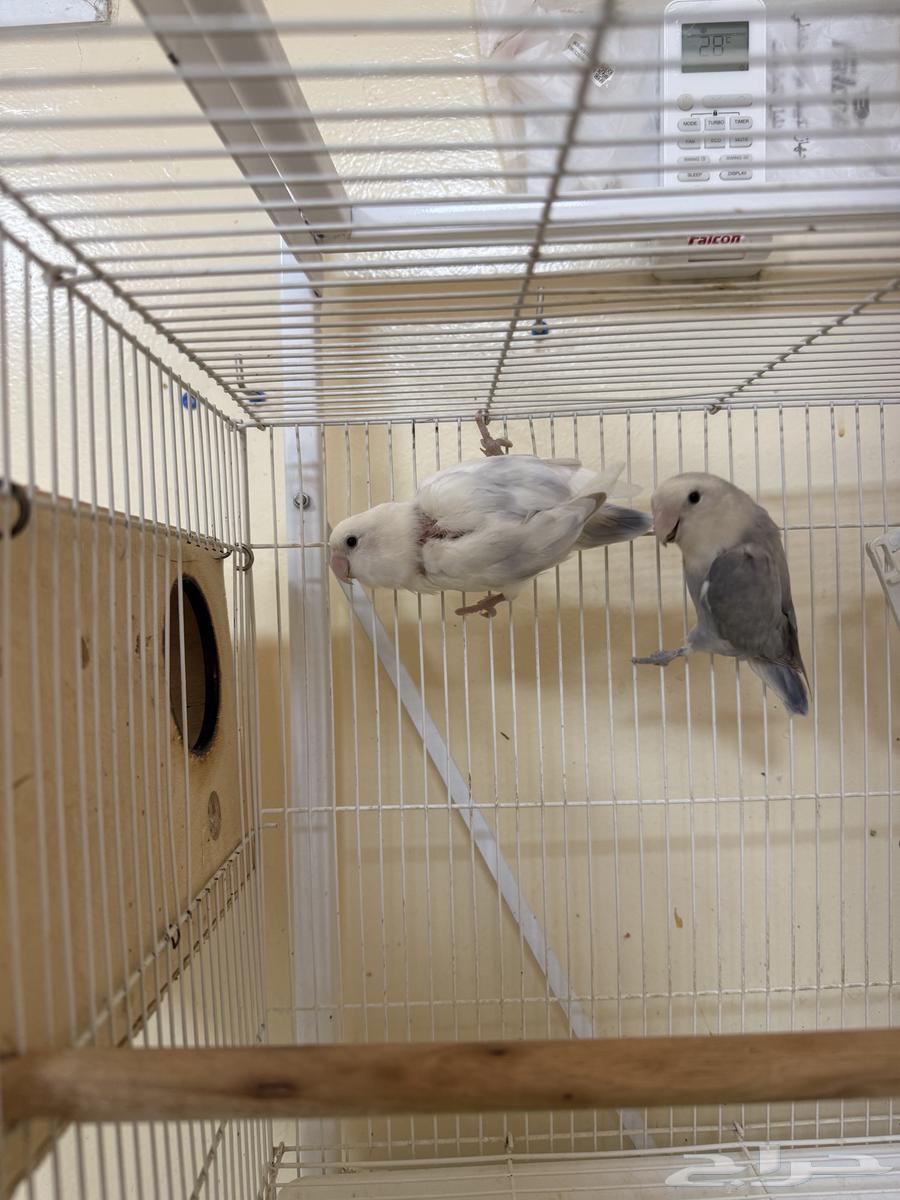 جوز روز منتج64411688276611110