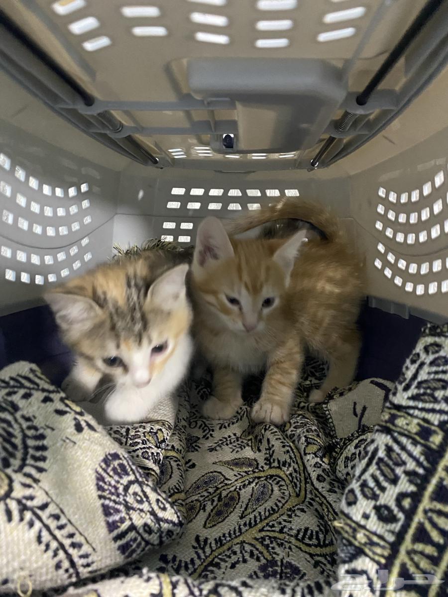 قطط للبيع64406082699779111