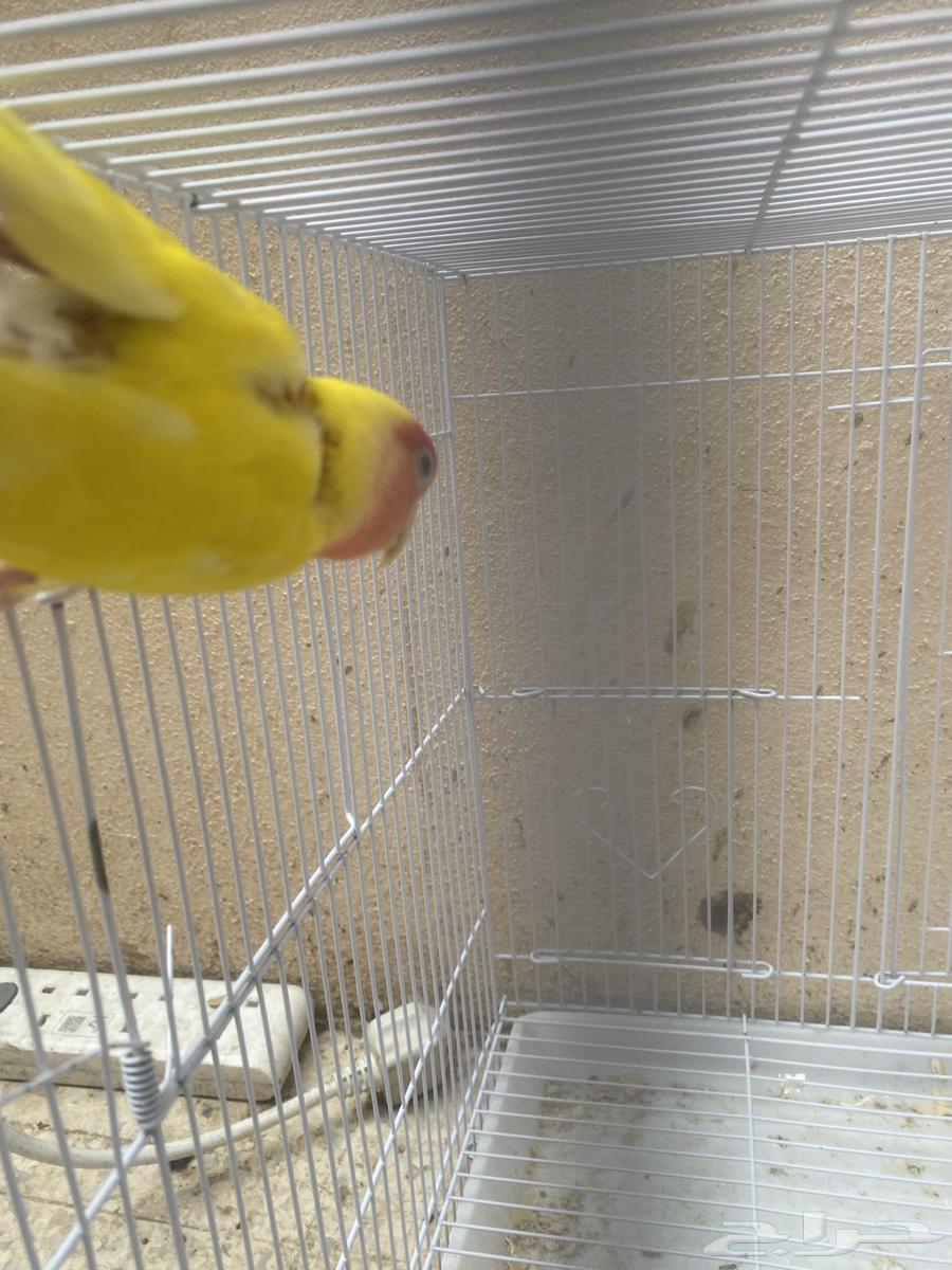 روز اليف هدد منتج السوم يبدا 20064409059533698111