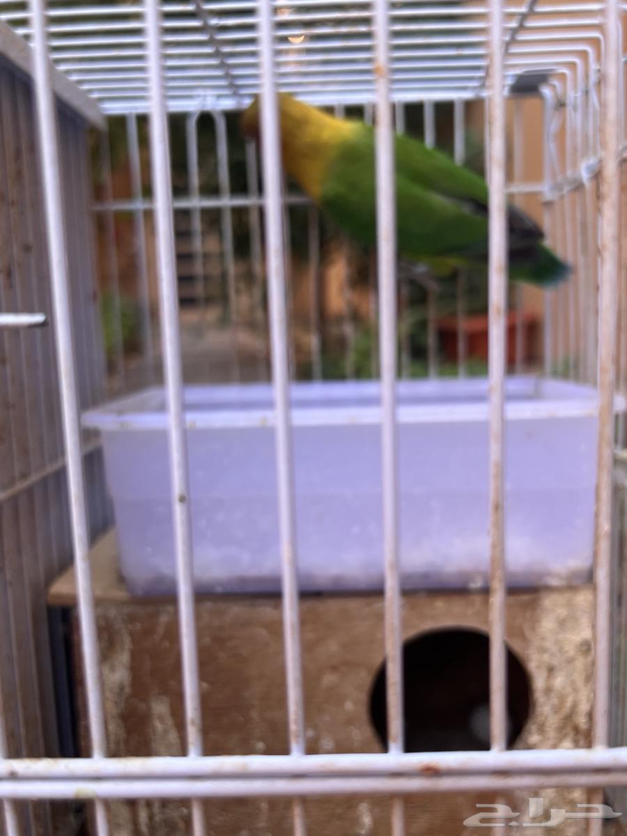 عصافير للبيع64406639871489111