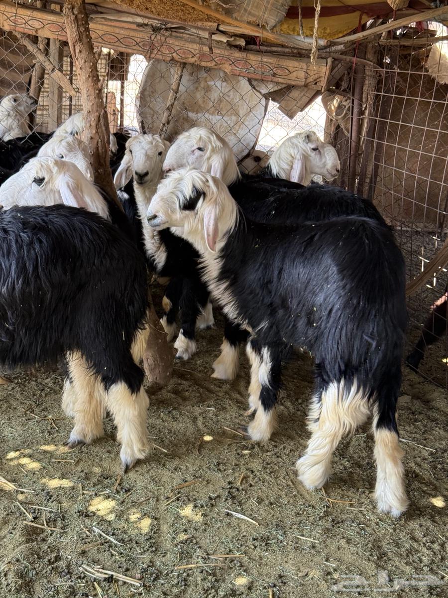 خرفان نجدد للبيع64407475608705110