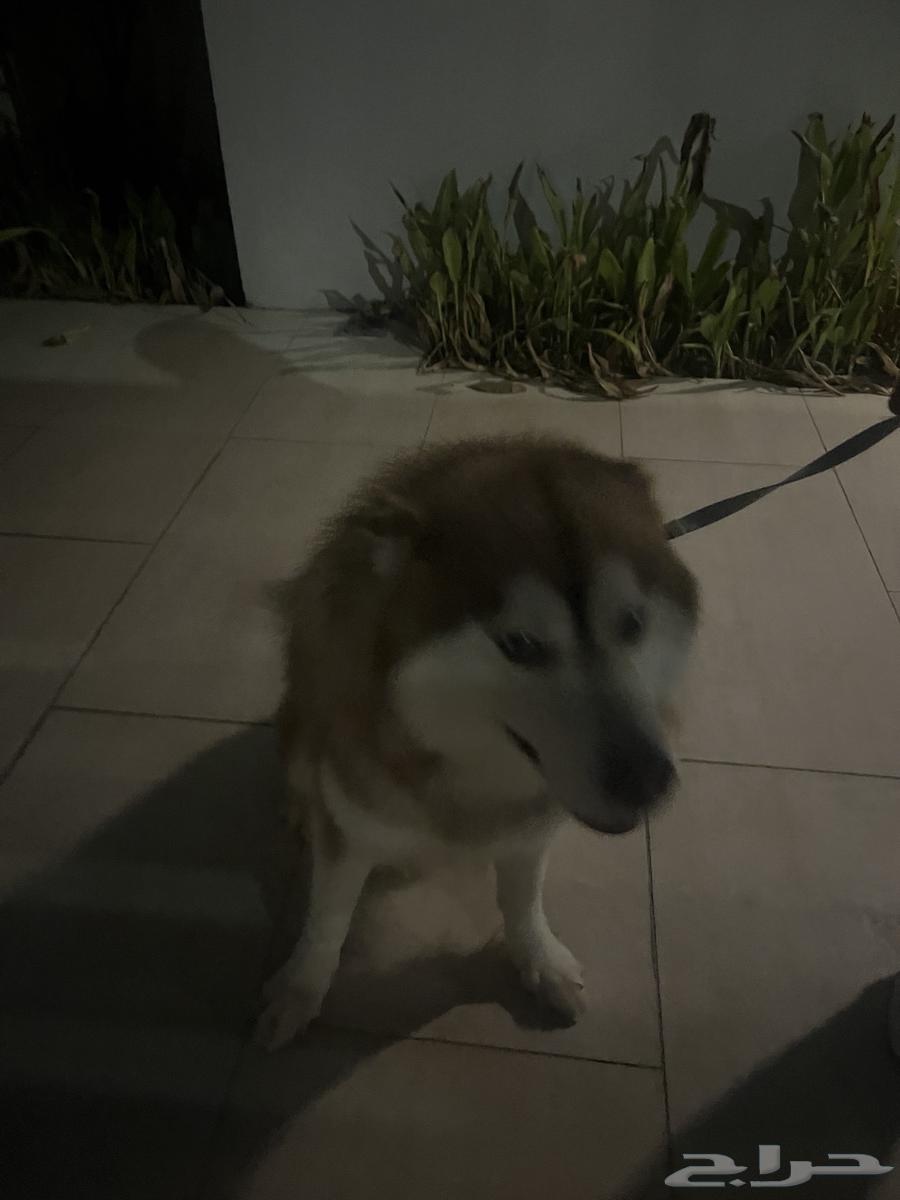 كلب هاسكي للبيع64411888566913112