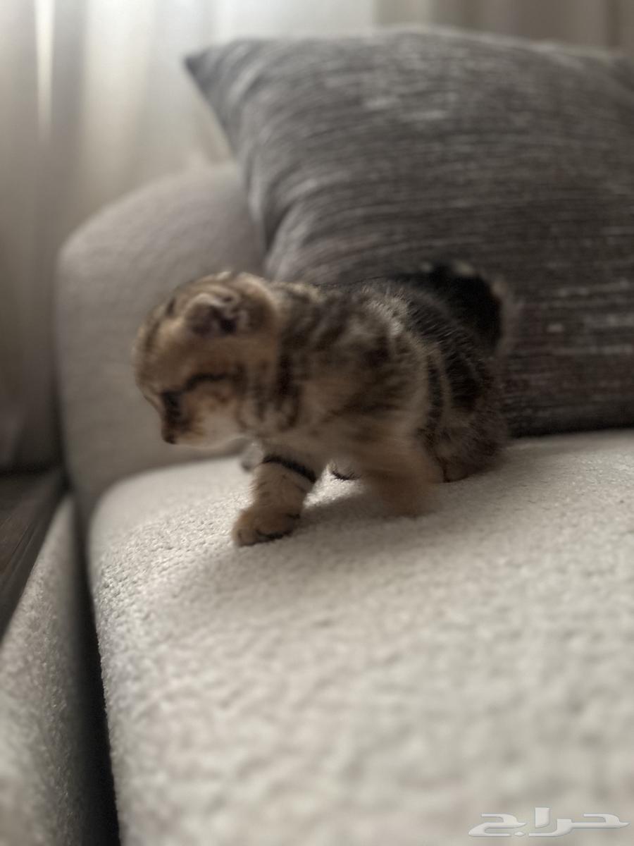 بسه سكوتش فولد للبيع64411888619010114