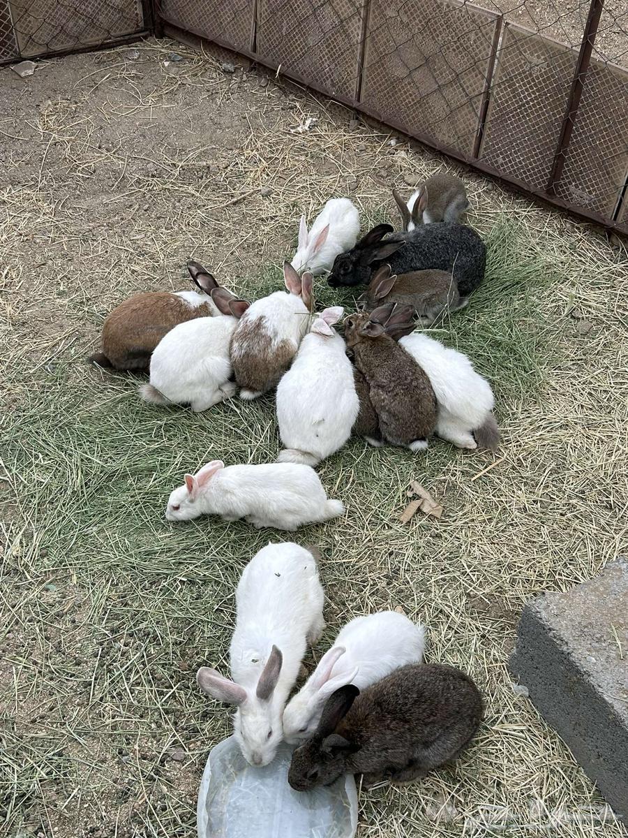 ارانب للبيع64409560835073111