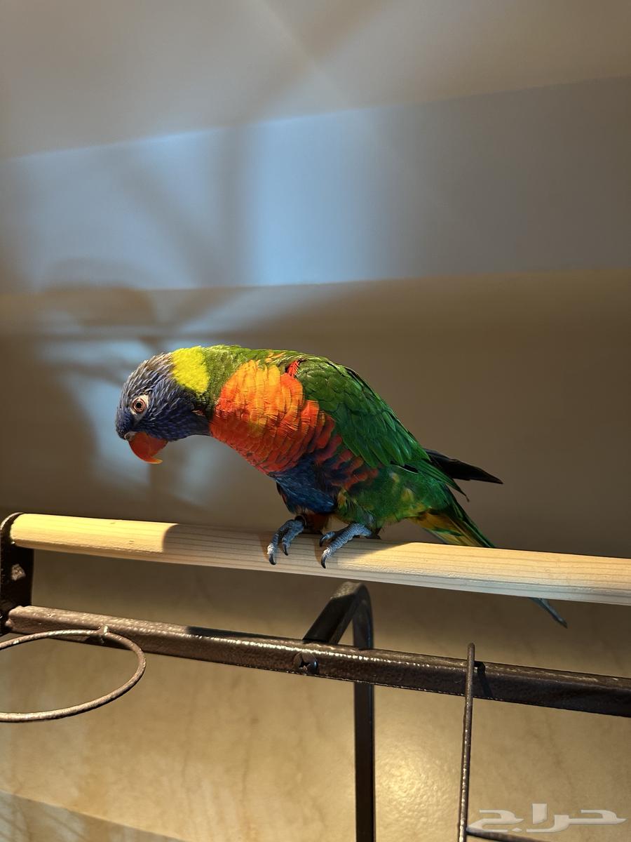 ببغاء اللوري اليف64410102075523112
