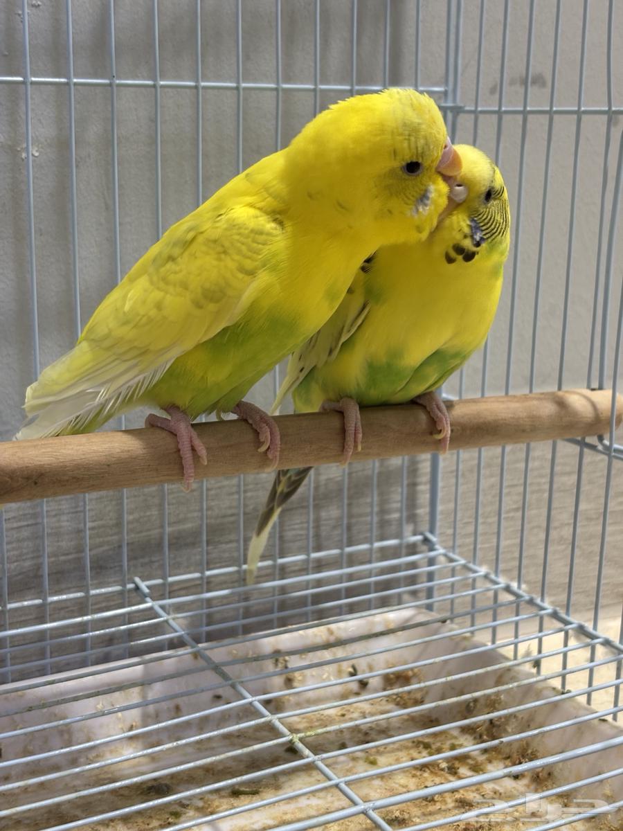 (Sold) Pair of Badji Producing (Super Jumbo)64406262826114110