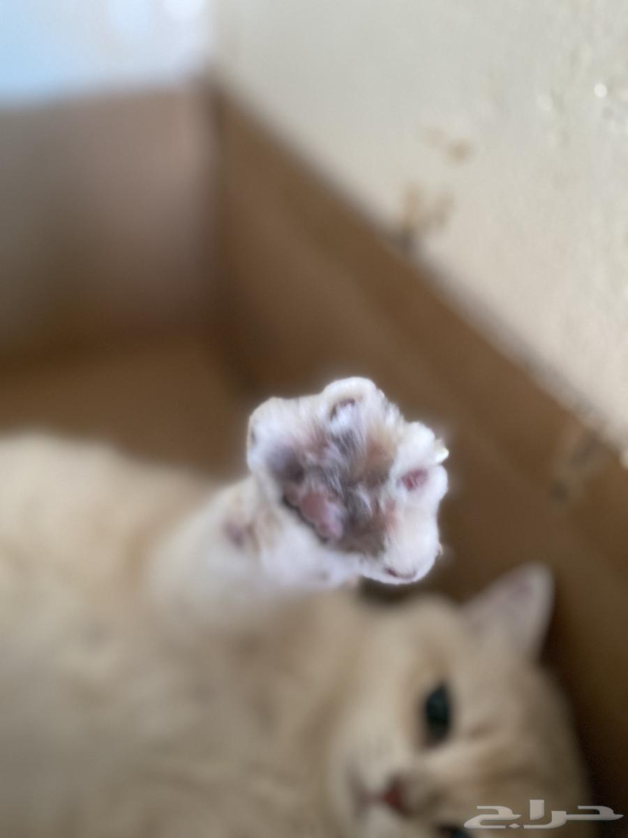 تم البيع64409699400962110