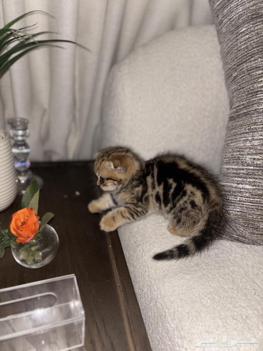 بسه سكوتش فولد للبيع64411888619010111