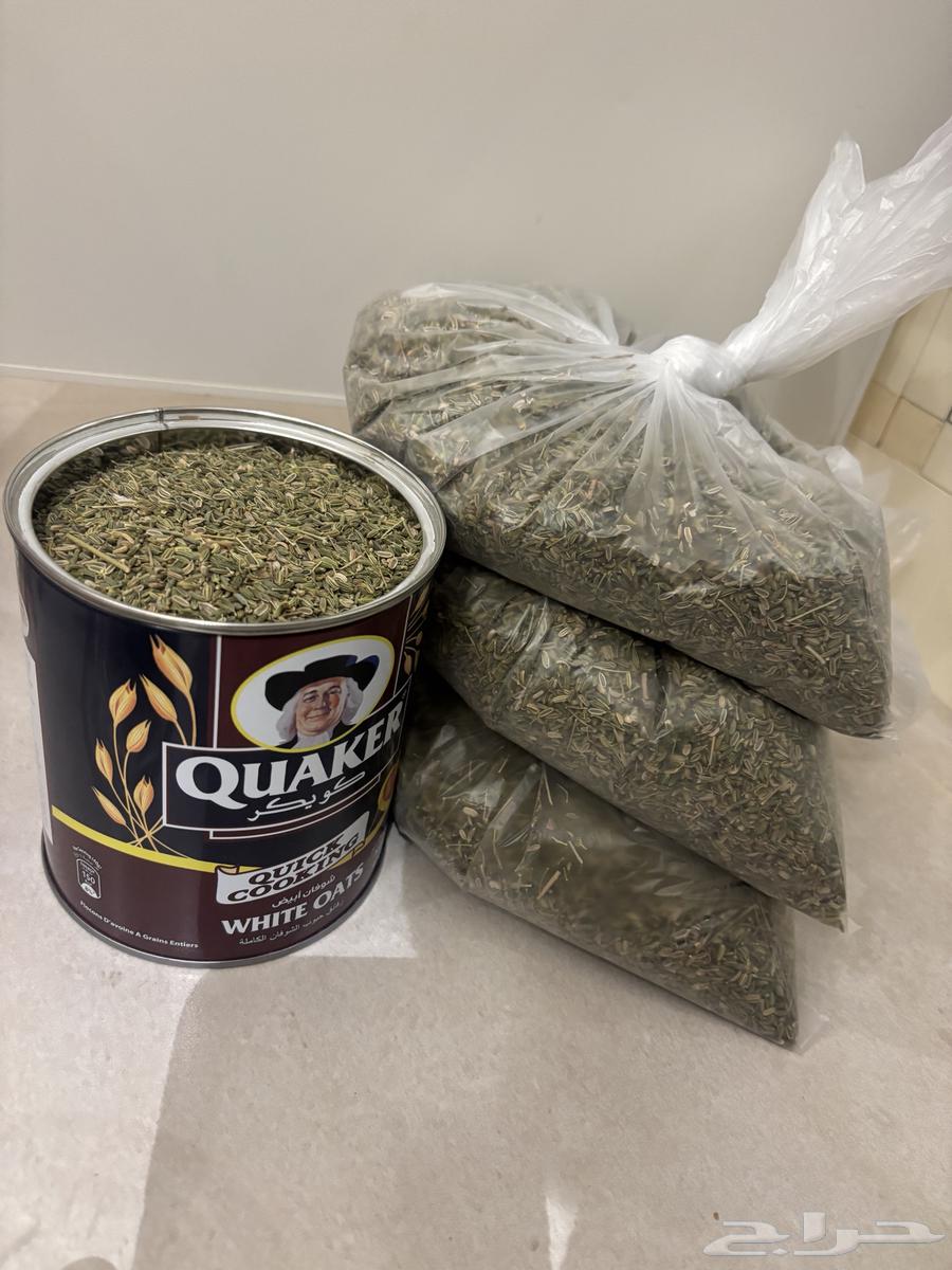 سنوت بلدي64405278970882113