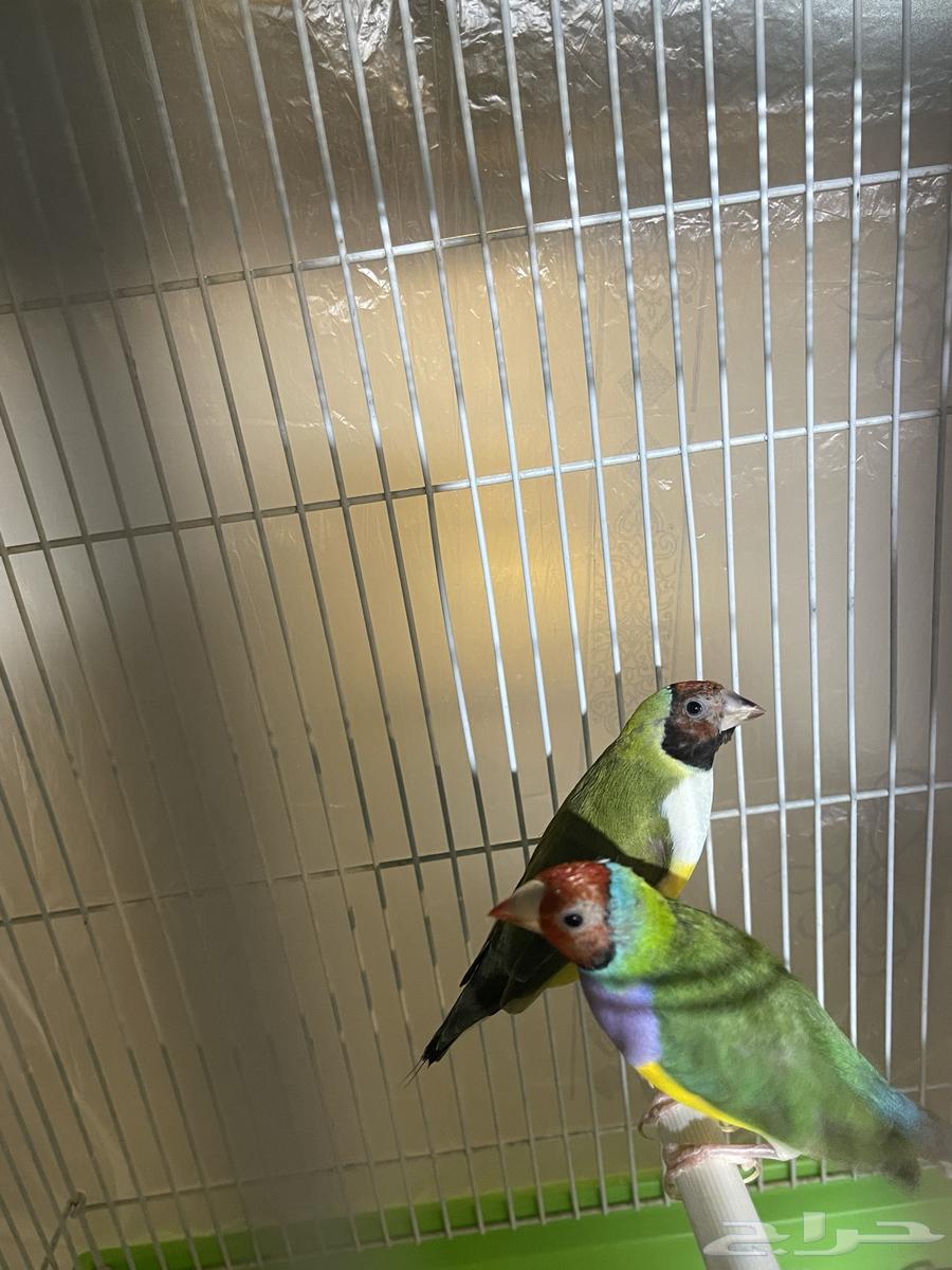 قولدين فنش جاهز وفاخر64407601159939111