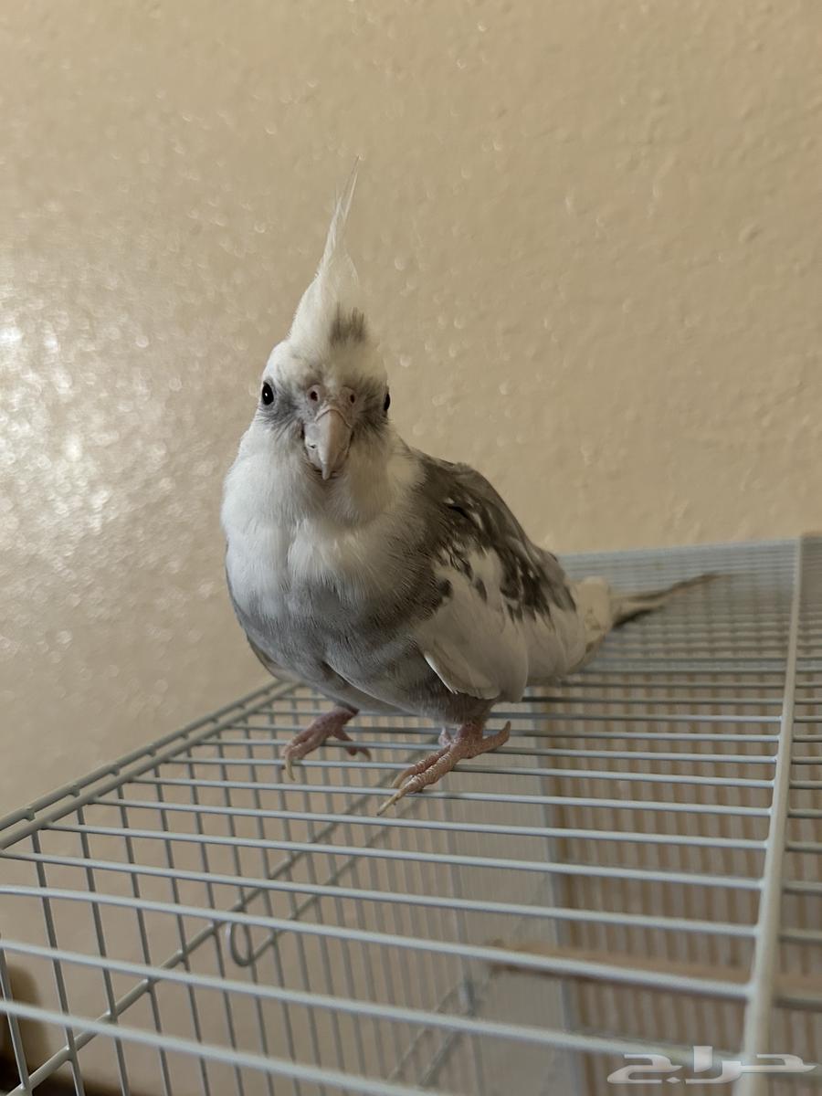 كروان غير اليف64407391472899113