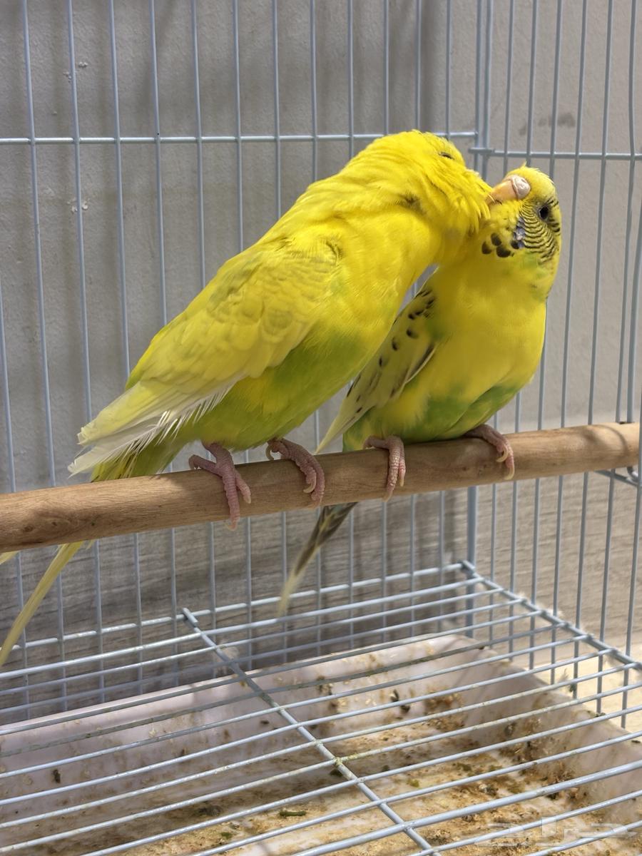 (Sold) Pair of Badji Producing (Super Jumbo)64406262826114111