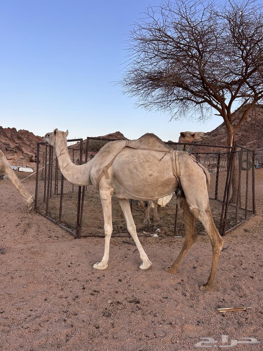 للبيع الناقه64411942362753111