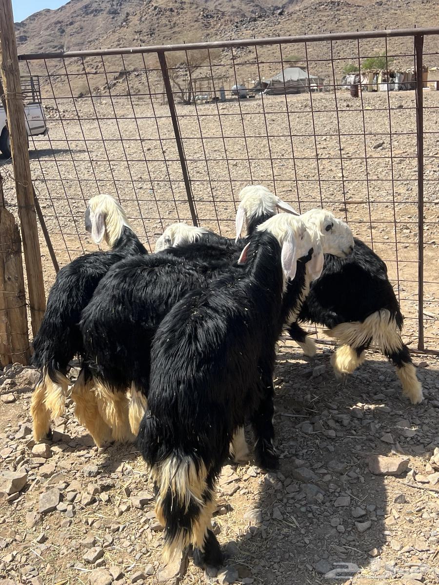 رخال جذعات نجد ( تم البيع)م64409115905667114