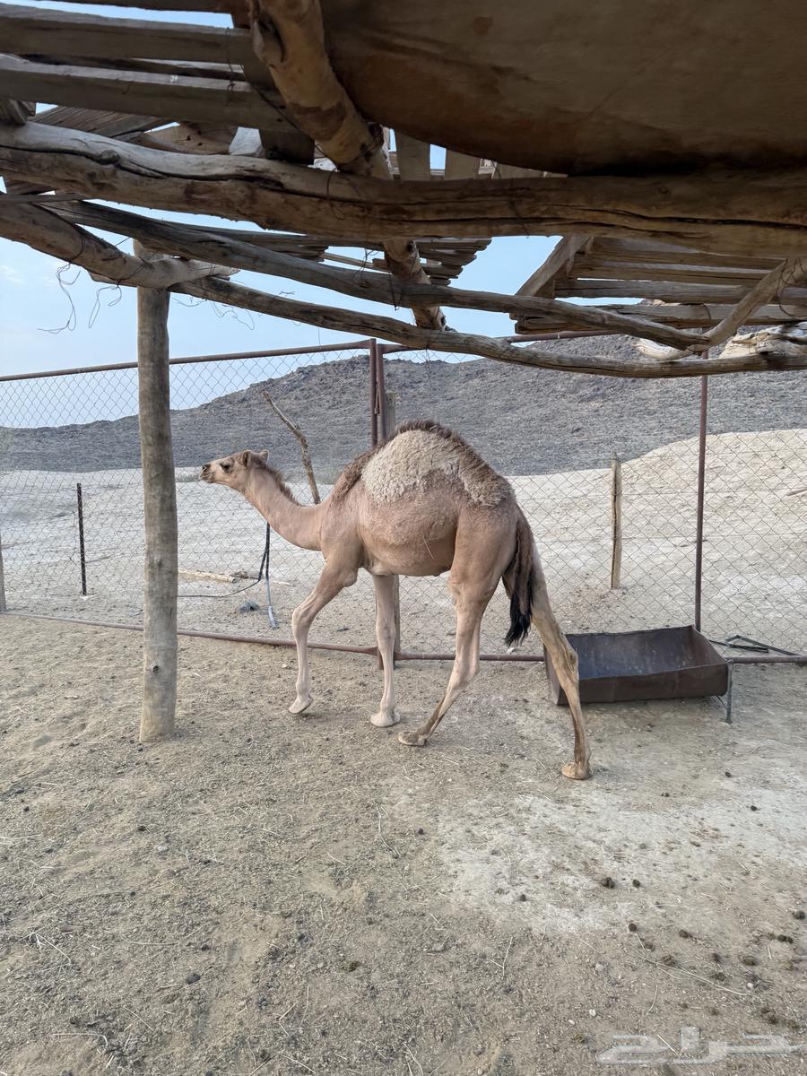 ابل64410032197889114