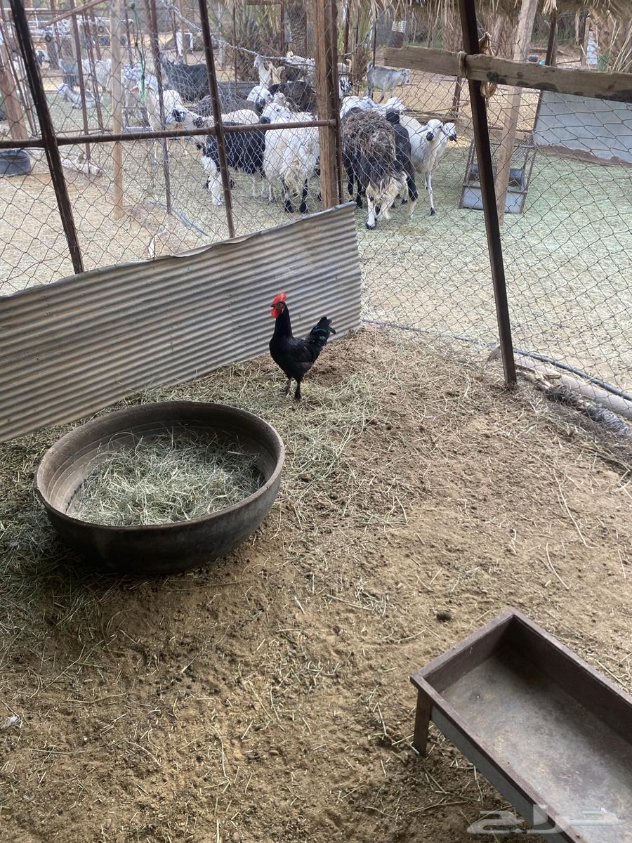 ديكه64411338210305112