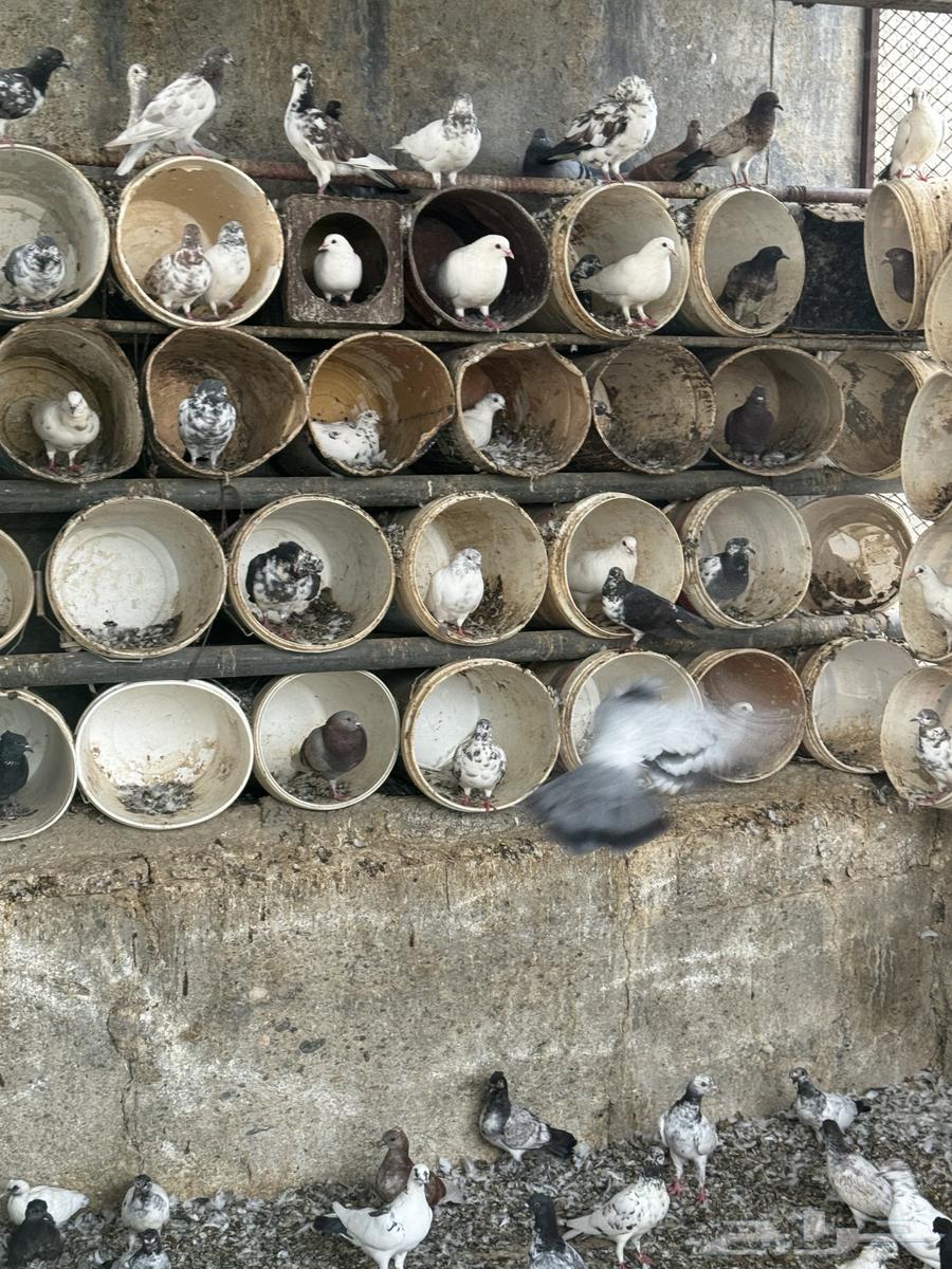 French and Pakistani pigeons mix breeding problem64411365336323110