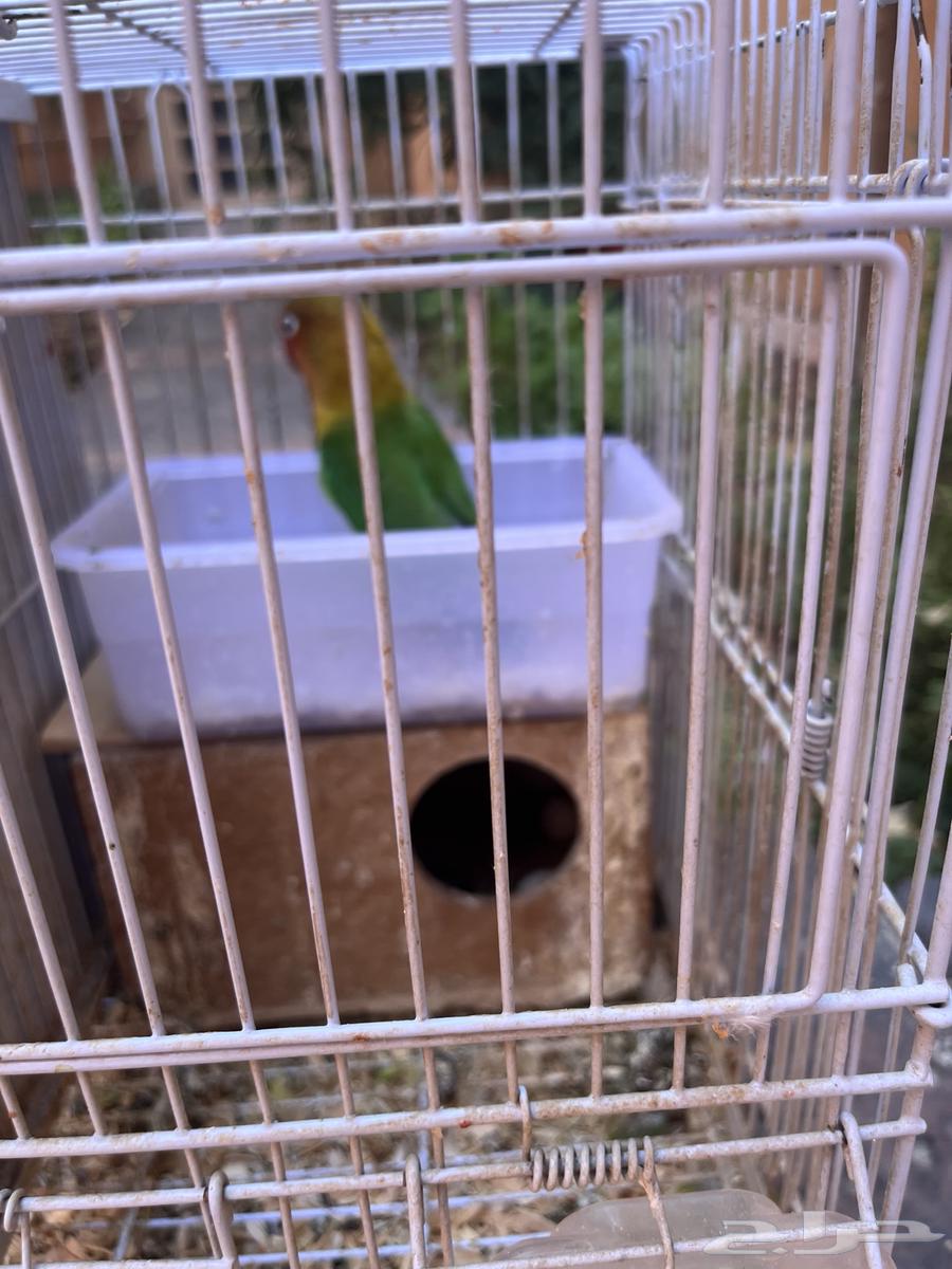 عصافير للبيع64406639871489112