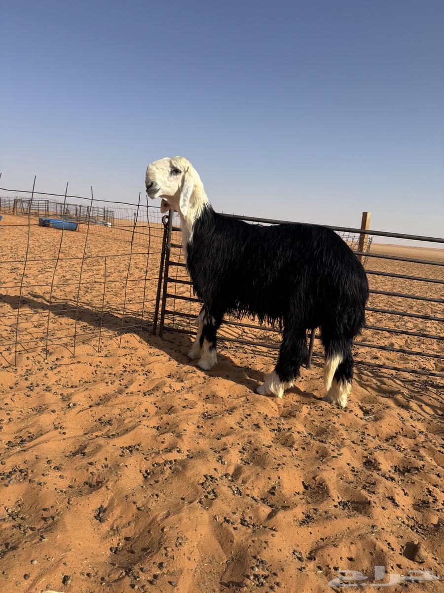 فحل جذع مشروط64409643681282112