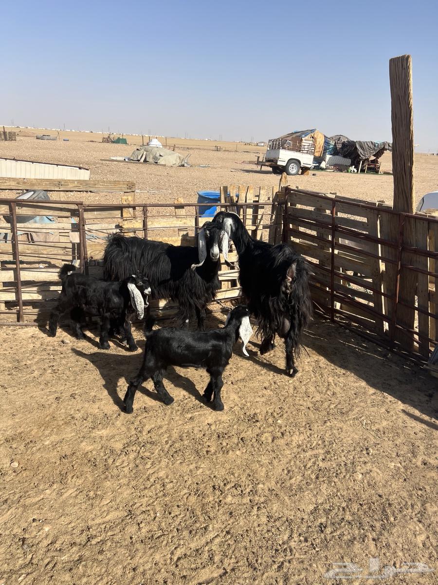 Goat with desirable traits64406457923075112