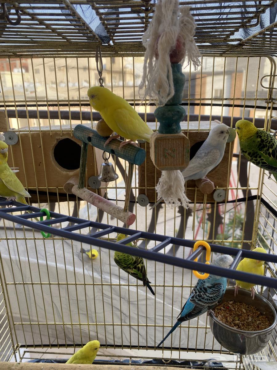 طيور الحب64406291042306110