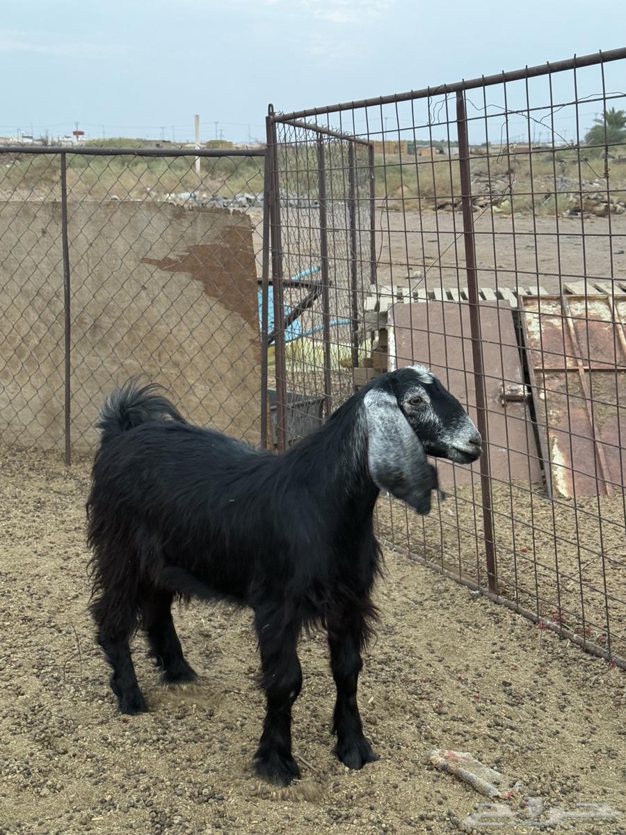 تيس للبيع64409324709761110