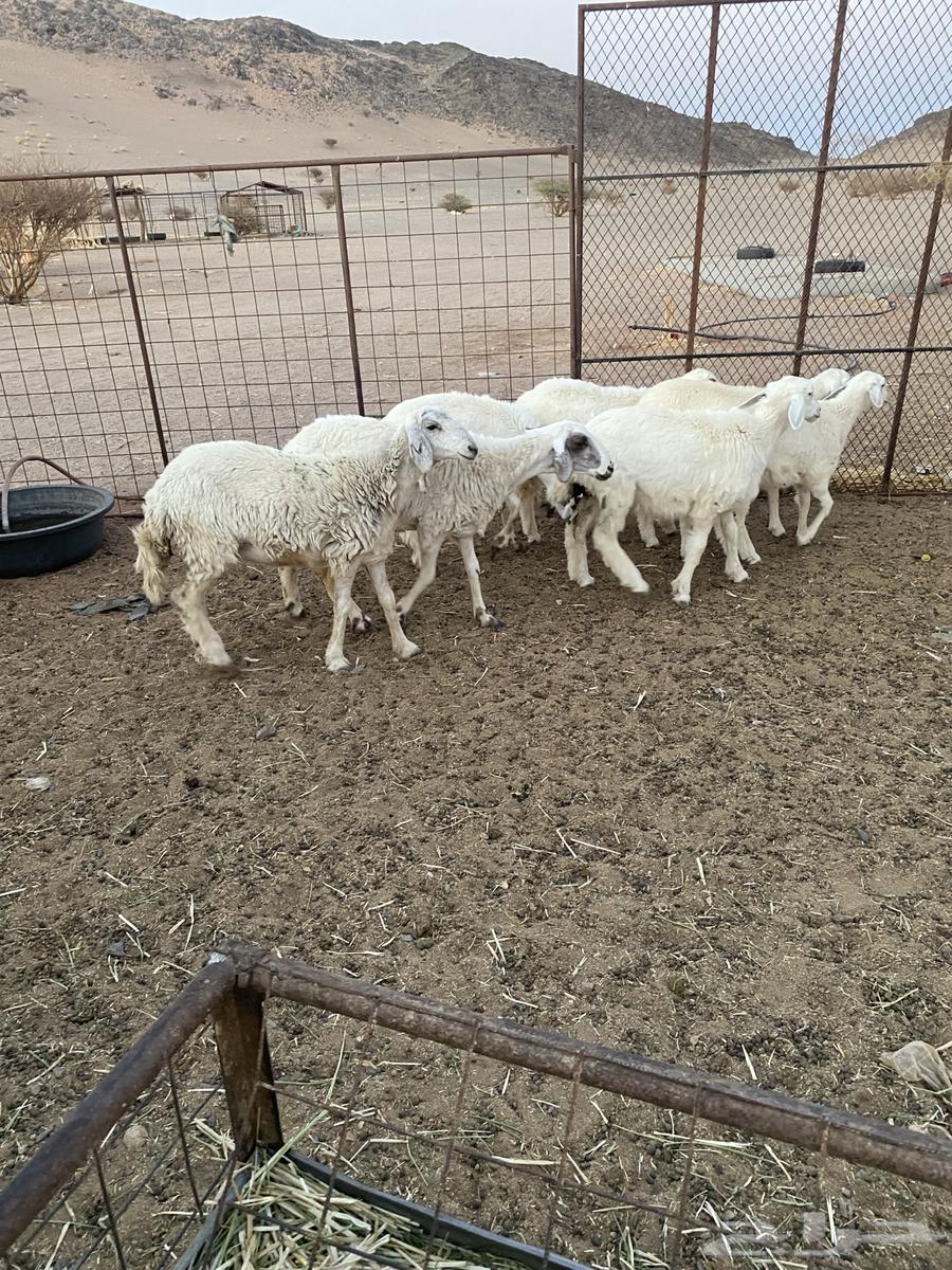 رخال مقنوي العد 7 الموقع الحناكيه تم البيع تم البيع64410130118531112