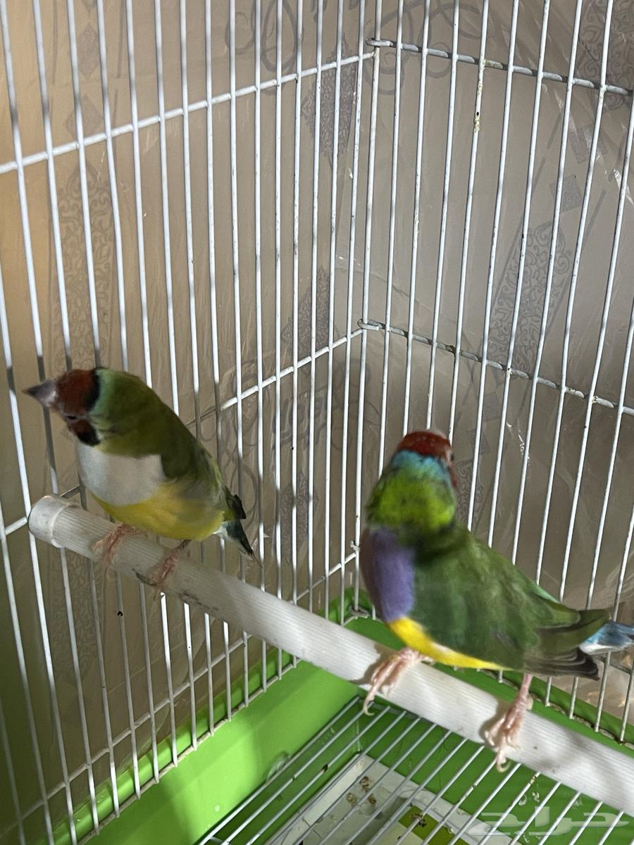 قولدين فنش جاهز وفاخر64407601159939112