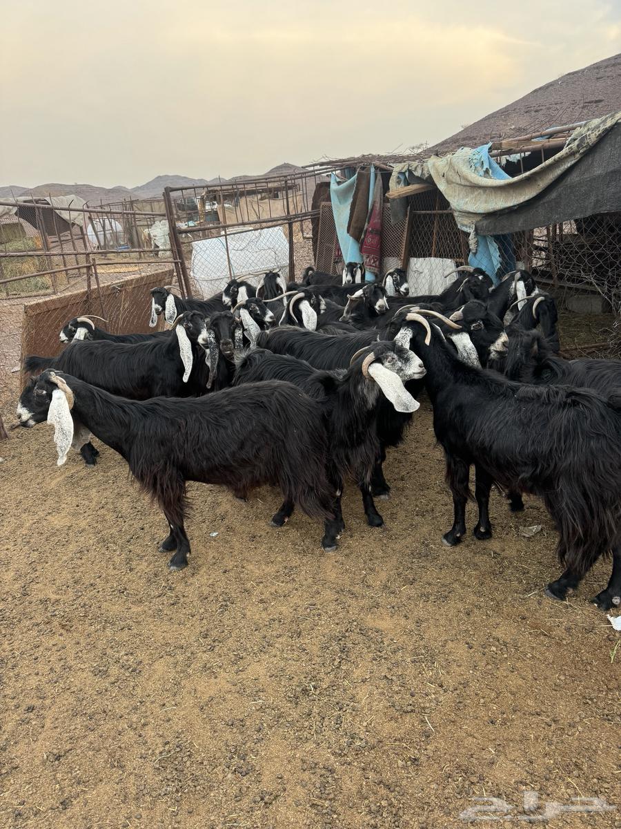 معزامضاريع تم للبيع64407084500611111