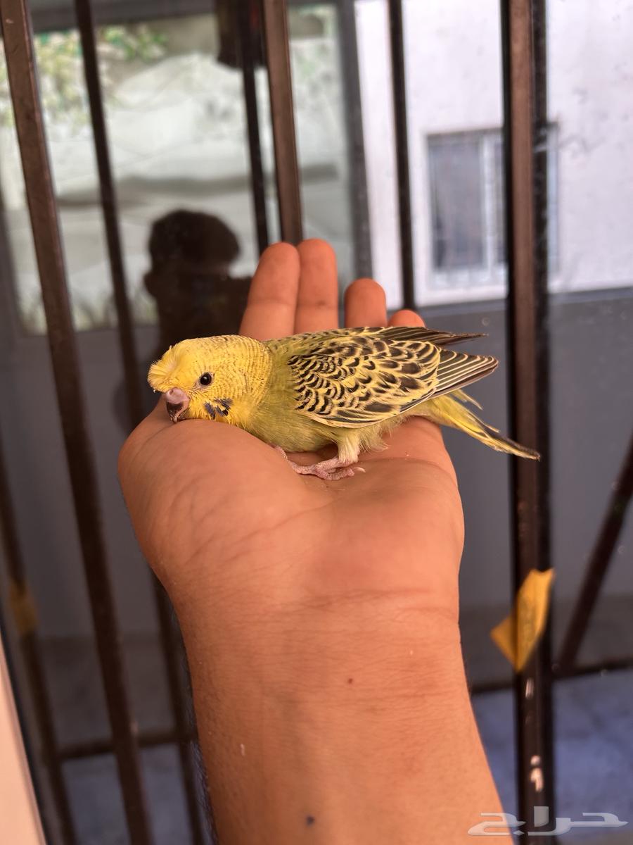 فروخ باجي غر بلاك فيس64410116325379114