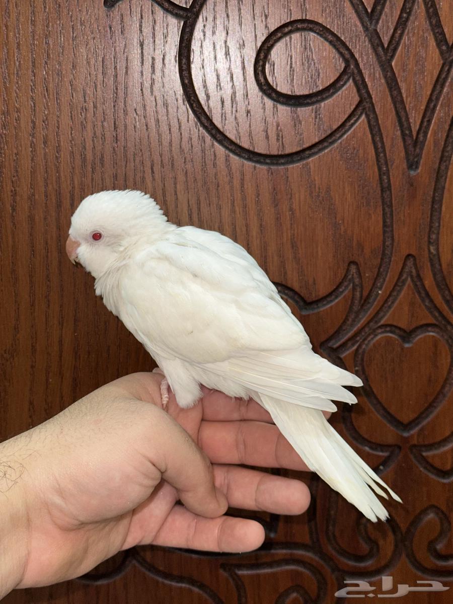 كويكر ألبينو تم البيع64406583851907111