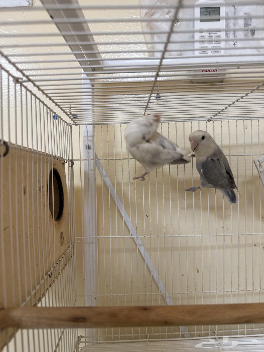 جوز روز منتج64411688276611111