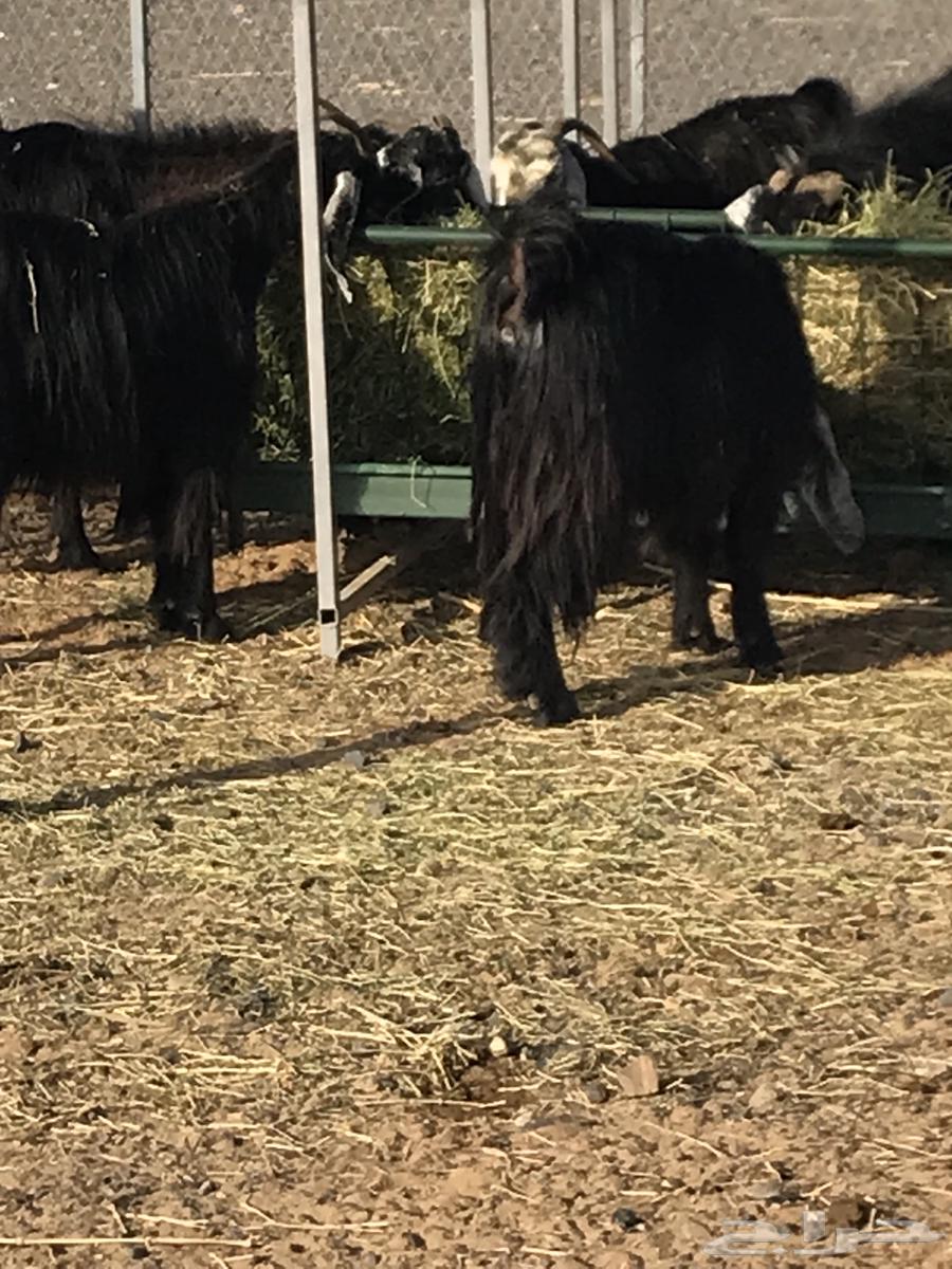 معزا عوارض فاخرة64407993466497114