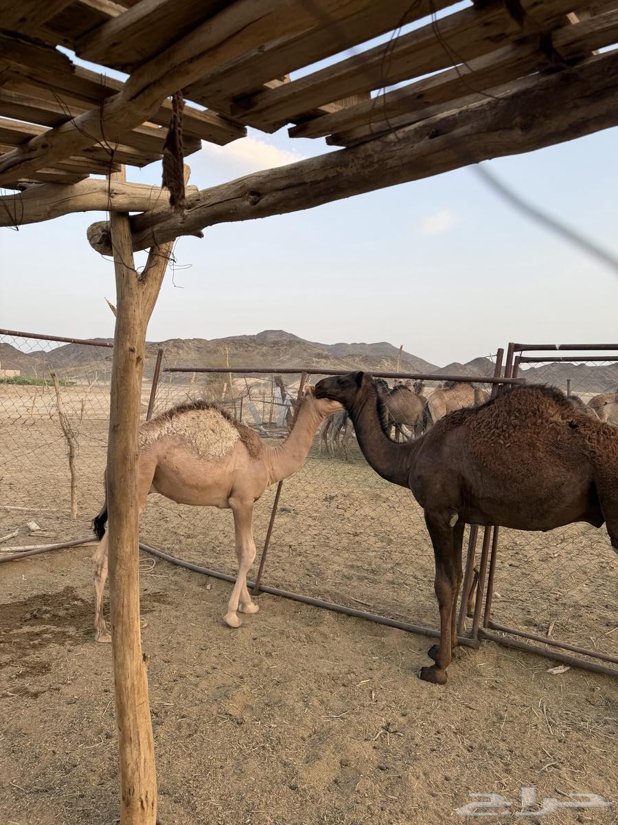 ابل64410032197889111