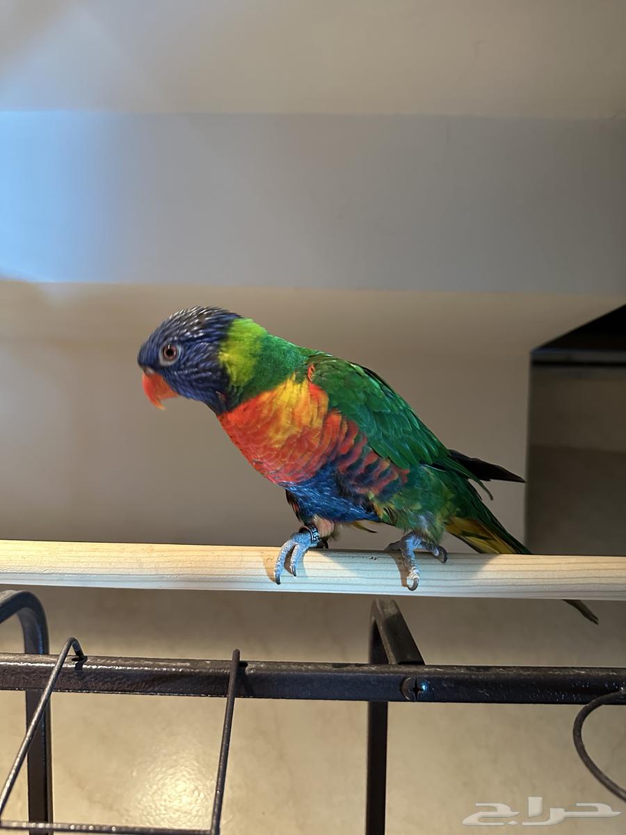 ببغاء اللوري اليف64410102075523111