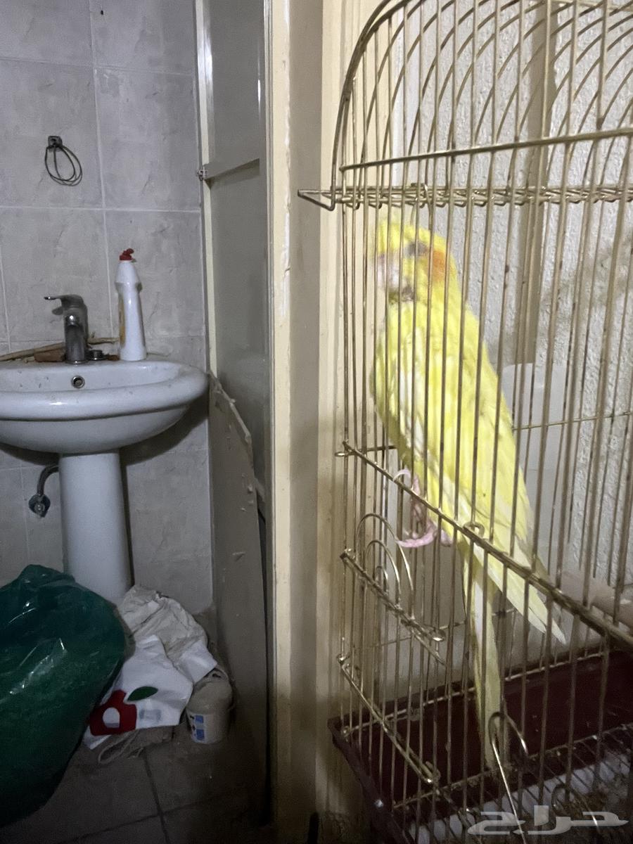 ذكر كروان للبيع ب 100 ريال فقط64405930320897111