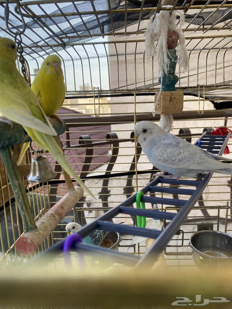 طيور الحب64406291042306112