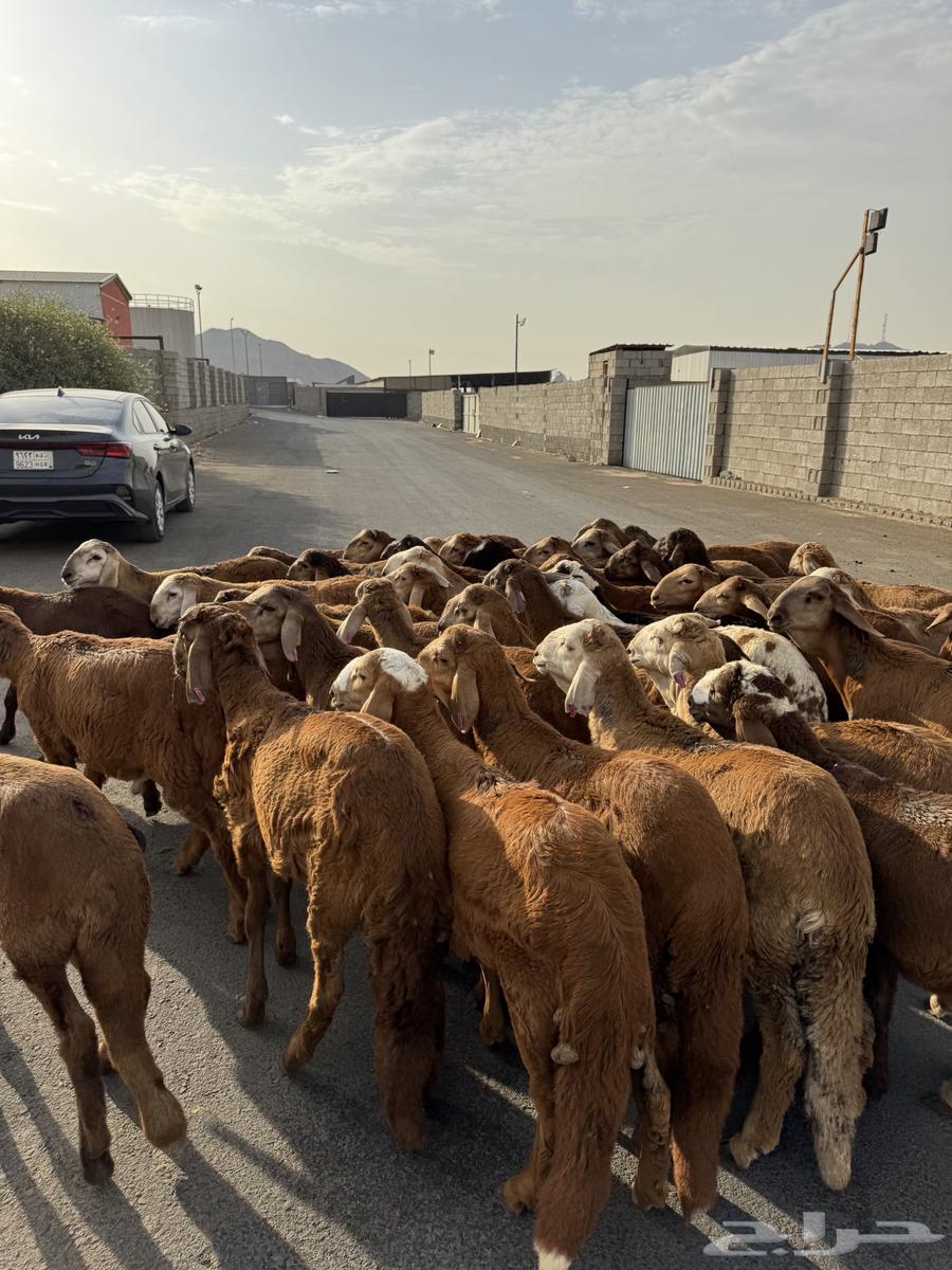 بهم سواكني حمري 50 راس مرابي64406054705667110