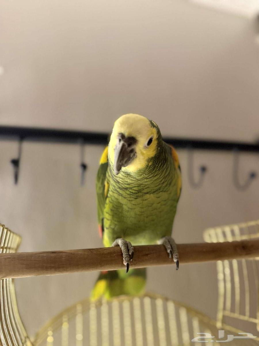 Amazon Blue Fronted Jaco Parrot64408751566337110