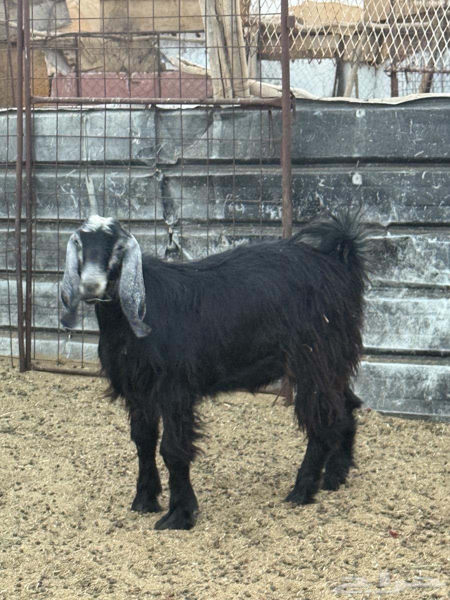 تيس للبيع64409324709761113