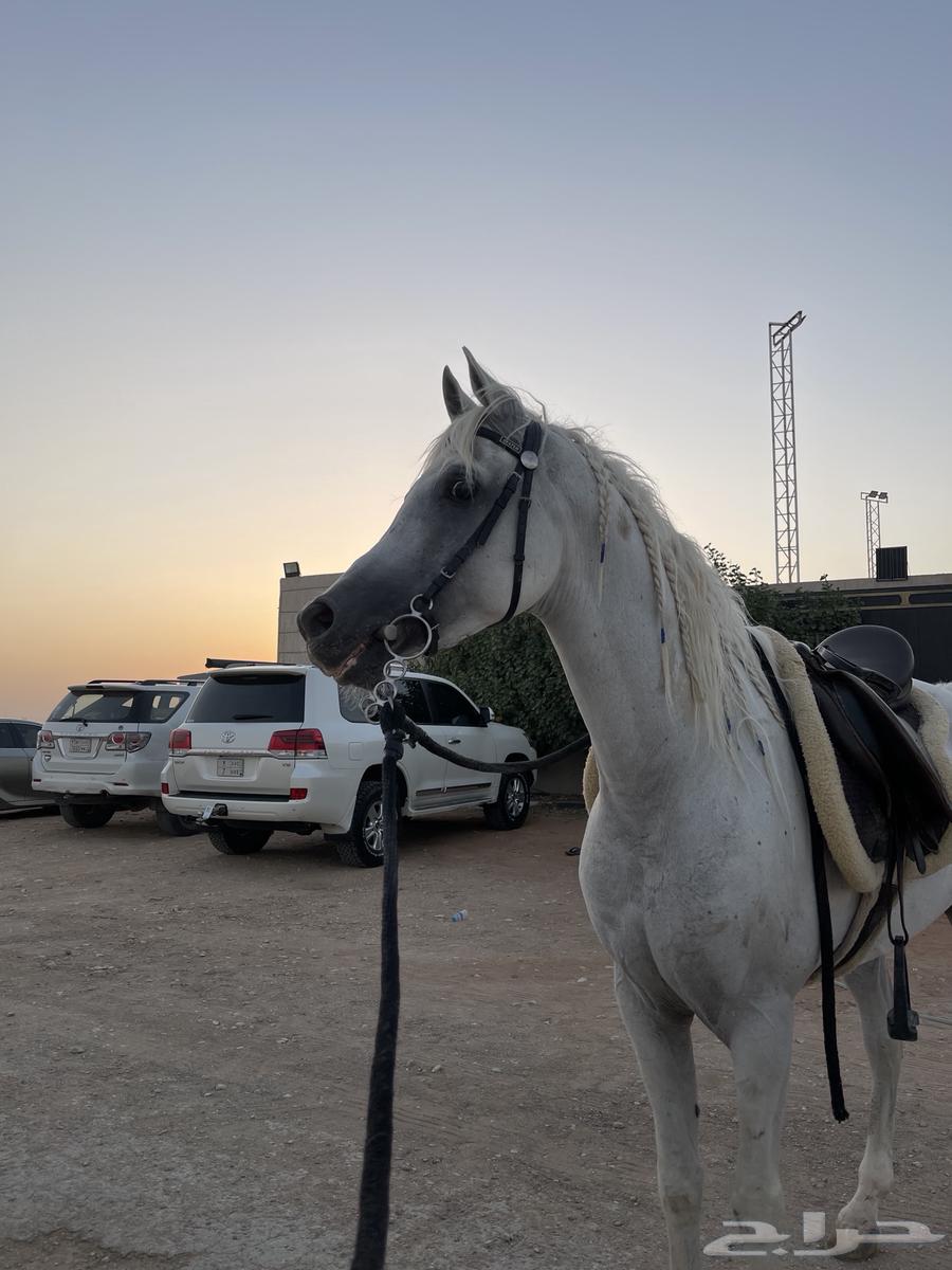 فحل للبيع64409268831746111