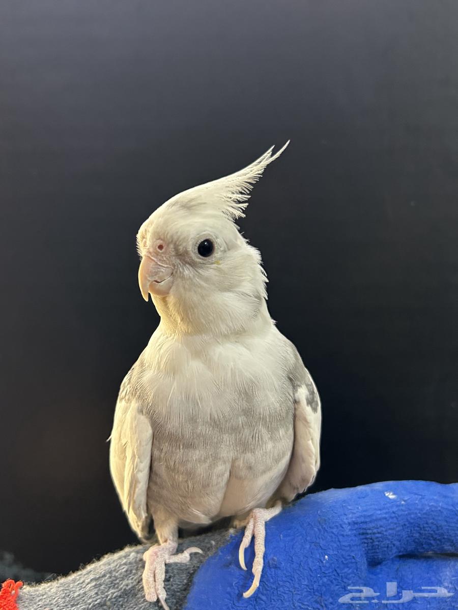 كروان غير اليف64407391472899110