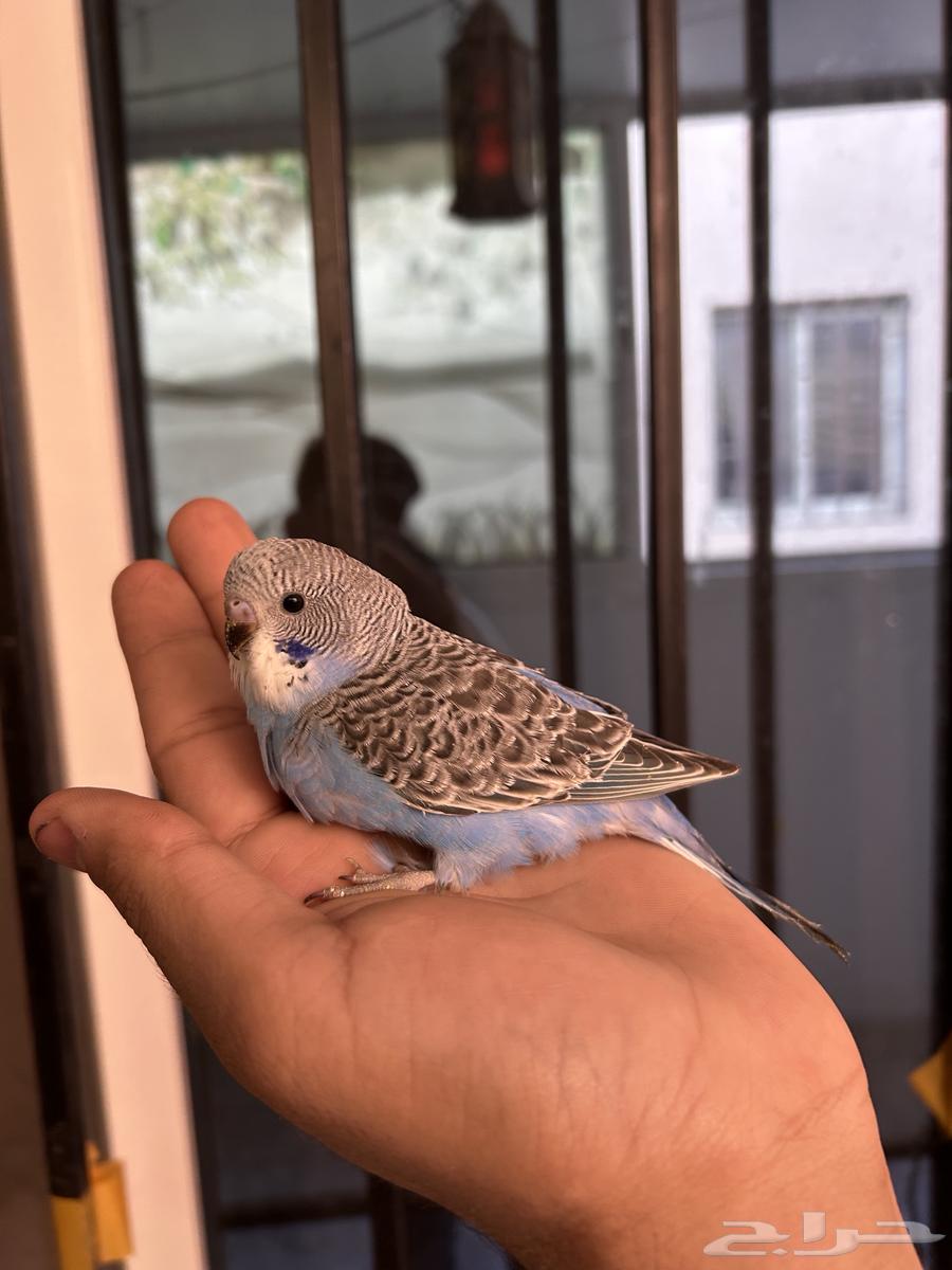 فروخ باجي غر بلاك فيس64410116325379111