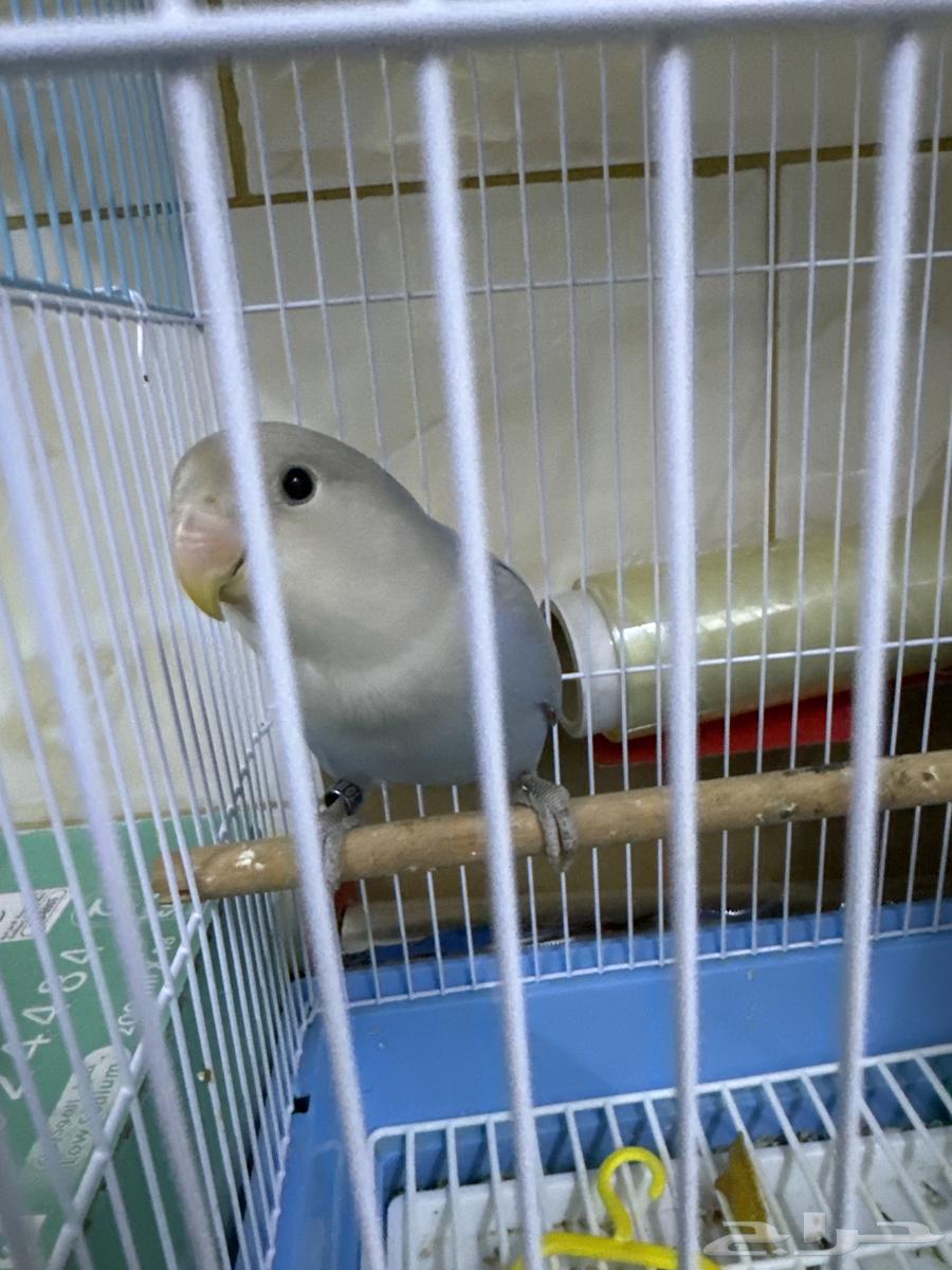 Tayr Roz64411942354562112