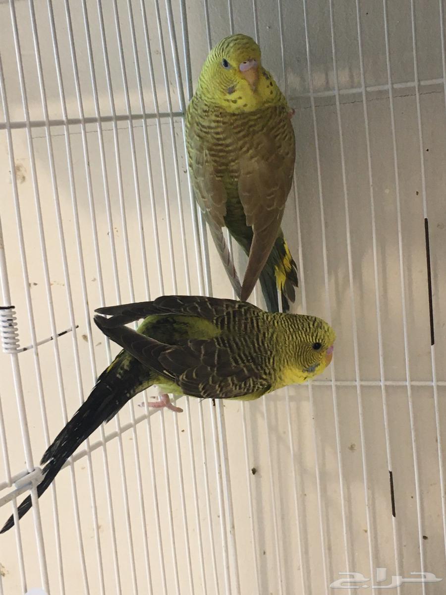 تم البيع64408694912386111